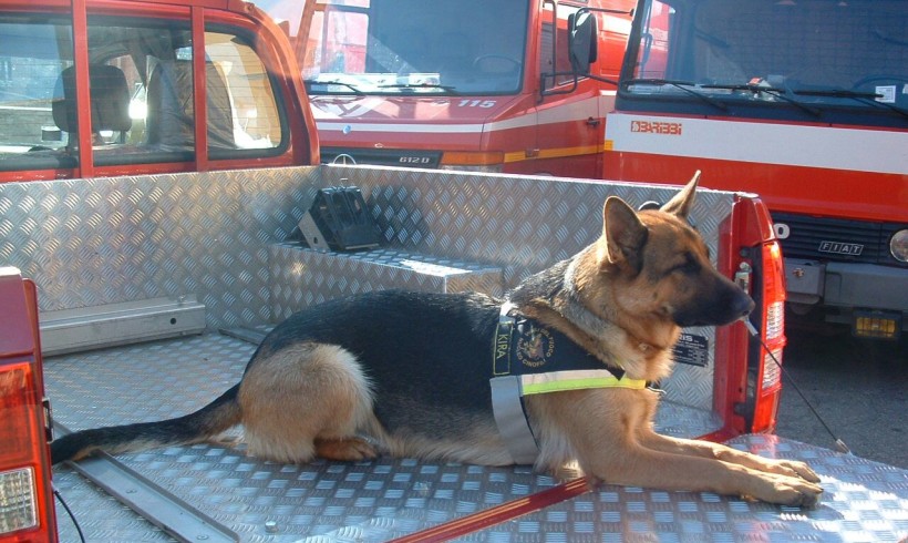 Kira, 11 anni di soccorso. I vigili del fuoco di Siena piangono il cane pompiere