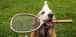 Dalla strada alla terra rossa: l’Open tennis di San Paolo mette in campo i cani raccattapalle