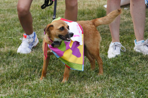 Uno dei SuperDog individuati nel corso delle passate edizioni