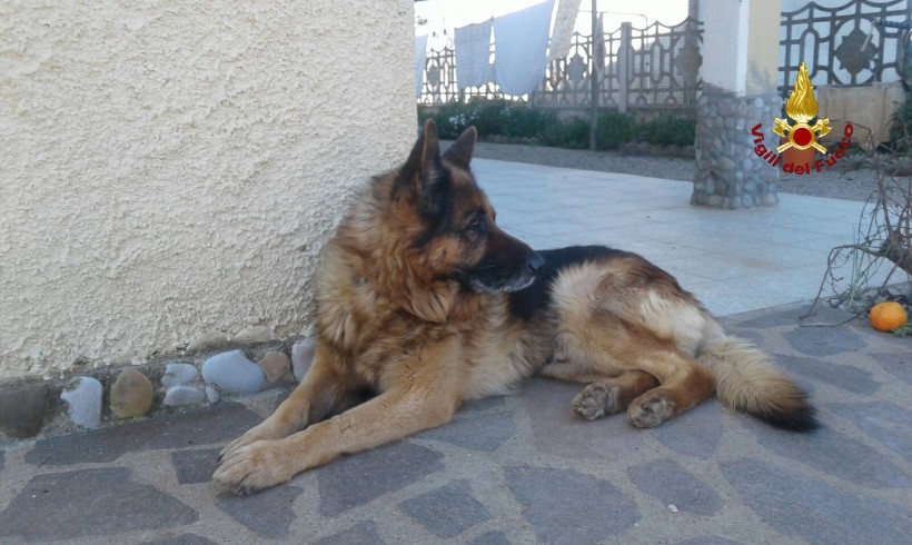 Addio Scarck, Grosseto piange il suo pompiere a quattro zampe