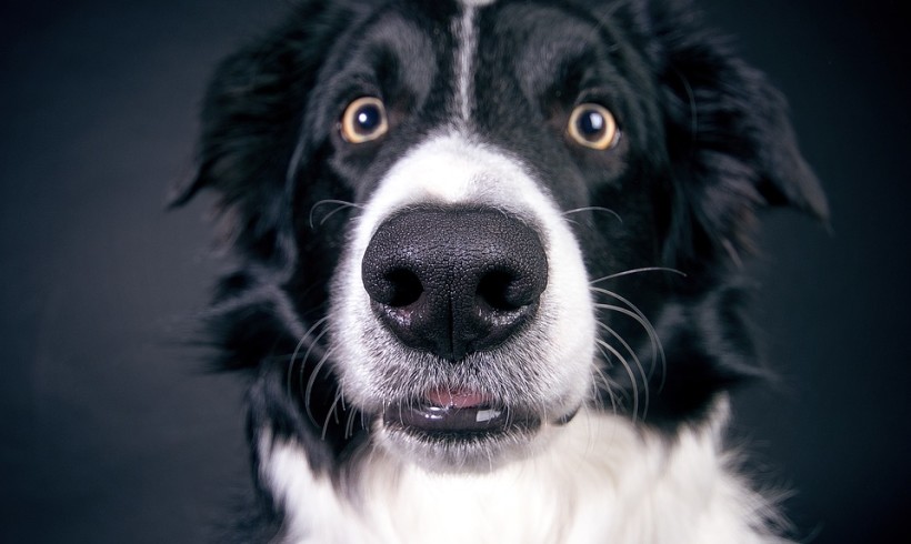 Così l’uomo creò il cane: uno studio dimostra i risultati di secoli di selezione e domesticazione