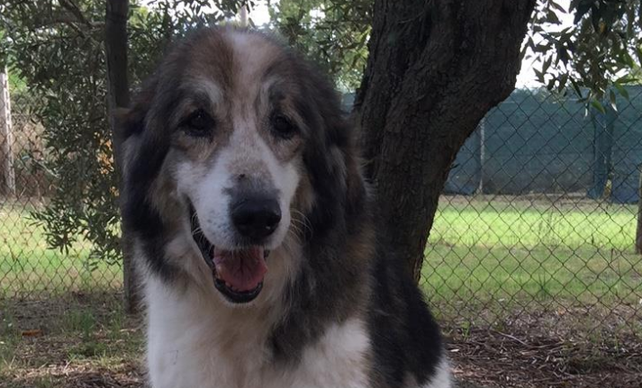 “Baffi d’argento”, a Bracciano l’hospice per i cani in lutto, rimasti orfani e senza più famiglia