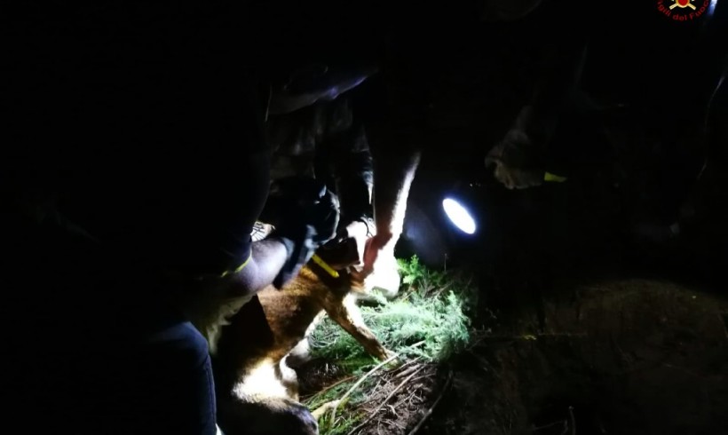 Rincorre l’istrice e si incastra nella tana: i pompieri salvano il cucciolo curioso