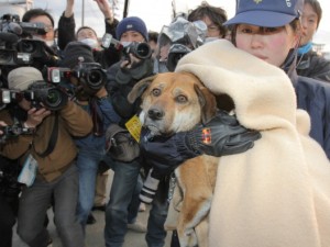 Col cane nelle calamità naturali: in Giappone il governo diffonde linee guida