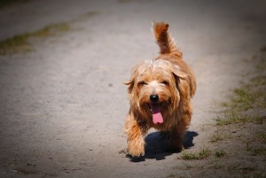 Un cane di razza Norfolk Terrier come Orange