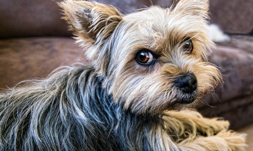 Cane e muore di stenti col suo proprietario: la triste fine di Vittorio Mazzucato. Il corpo trovato accanto alla cuccia dell’amico a quattro zampe