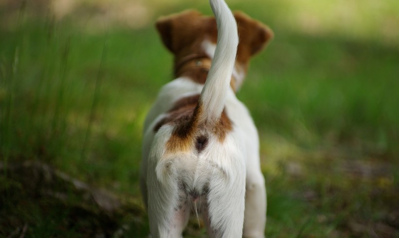 Che DOGsignifica? Lessicario cinofilo: la coda