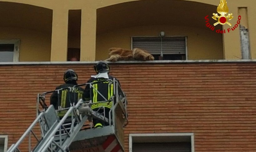 A zonzo sul parapetto del terrazzo, cane bloccato sul cornicione