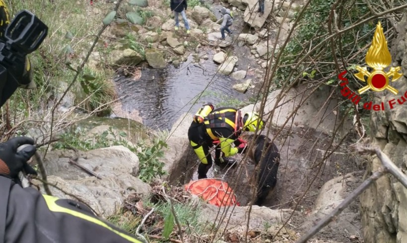 Sparito da giorni, escursionisti ritrovano il pastore tedesco scivolato giù da una scarpata. Per lui arrivano i vigili del fuoco