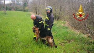 Il pastore tedesco appena soccorso