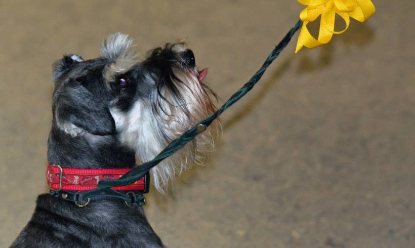 Il cane speciale? Ha il fiocchino giallo!