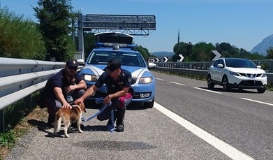 Marachella per il beagle Rudy: va via dal suo giardino e finisce in autostrada