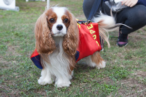 superdog-mph-my-pet-hero