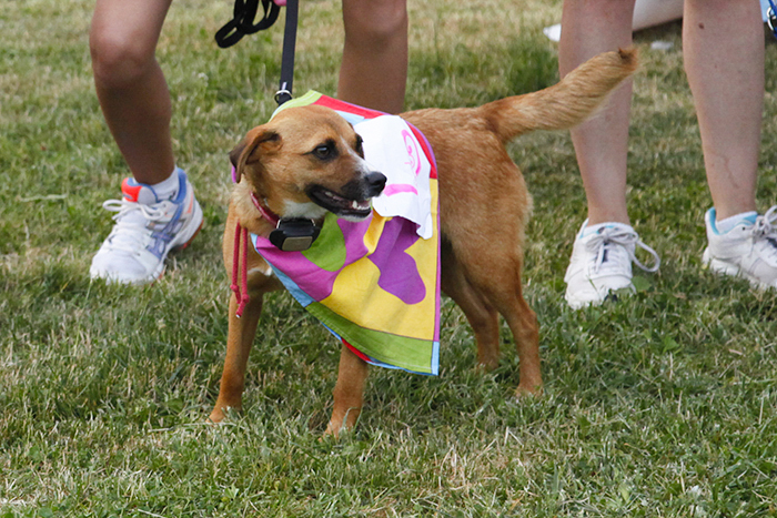 SuperDog My Pet’s Hero  a rapporto! Il 5 e 6 ottobre a Milano raduno-allenamento a Quattro Zampe in Fiera