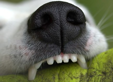 Cane di piccola taglia manda in ospedale bimbo e mamma durante una passeggiata. Ancora da chiarire la dinamica dei fatti