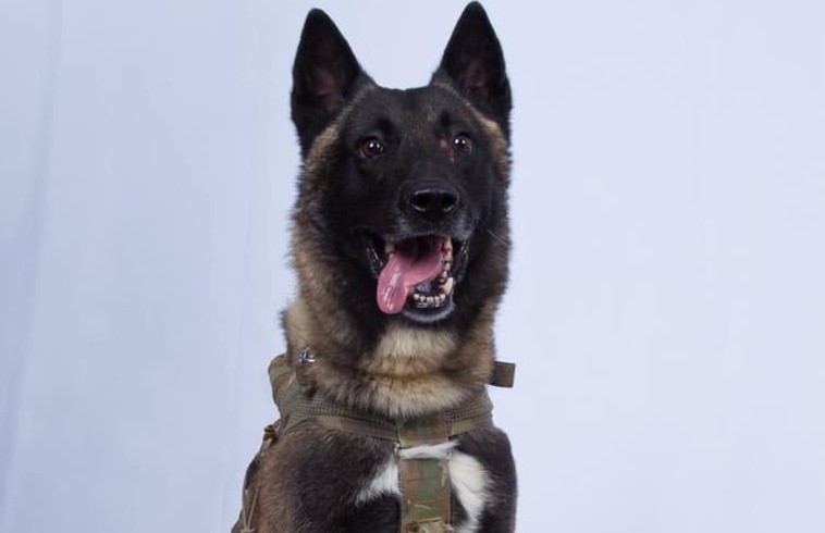 Conan cane soldato, eroina a quattro zampe nell’operazione Al Baghdadi