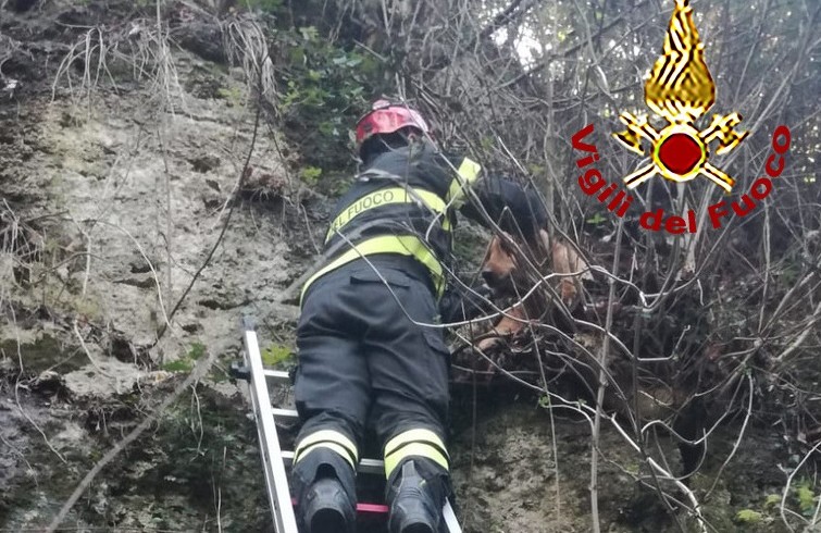 Cane spericolato resta bloccato tra gli arbusti