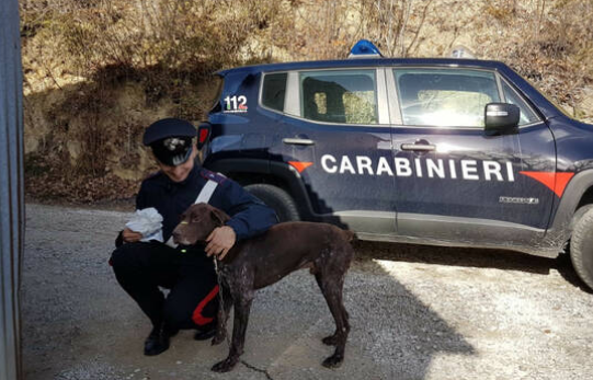 Bracco tedesco torturato, alla catena e senza cibo. Lo salvano i Carabinieri