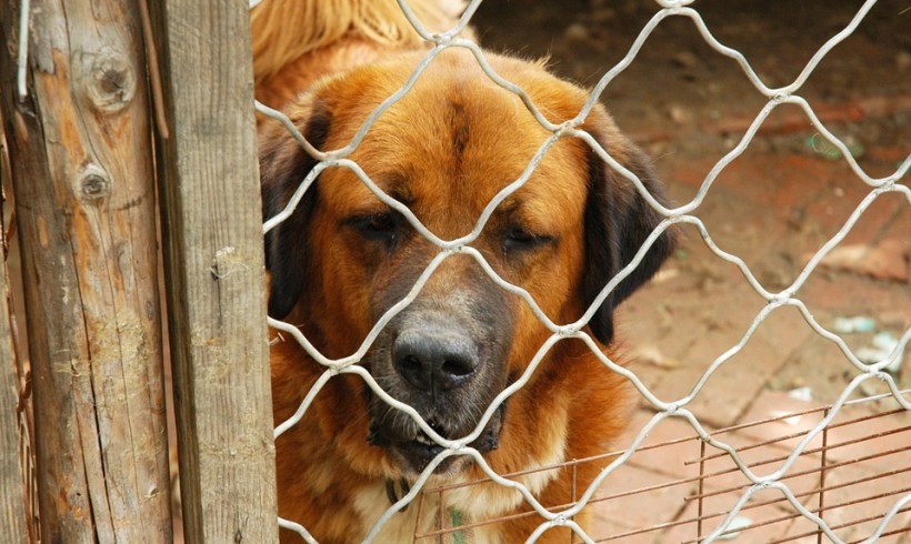 Canile di Diecimo, Marchetti (FI): «Lo stop al servizio si avvicina, si mettano in sicurezza i cani ospiti entro fine mese». E da U.N.A. parte la campagna adozioni