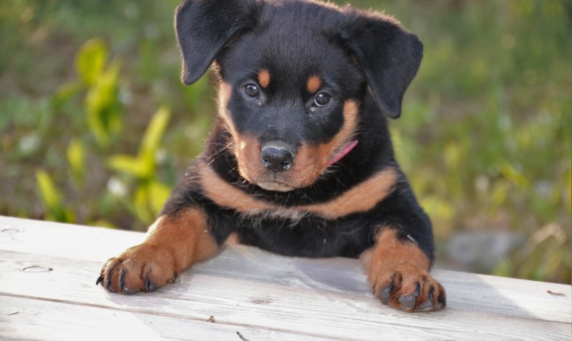 Cucciolo di rottweiler impiccato in pineta