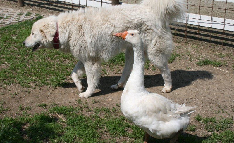 L’amicizia mette le ali: il cane Gwen e l’oca Mario, il cuore oltre la specie