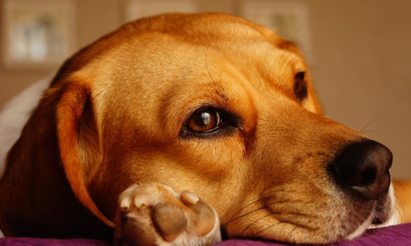 Senza il suo cane, sordomuto perde la testa e chiama i carabinieri