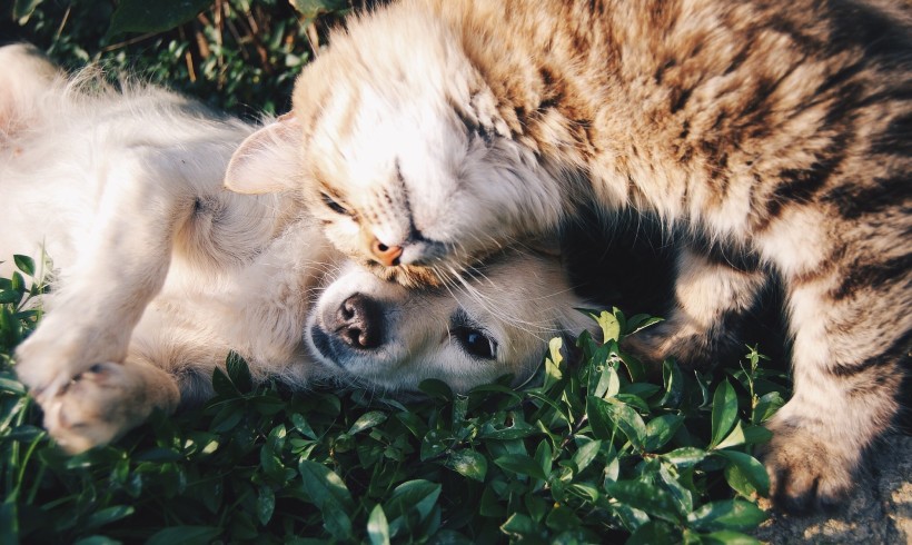 Come cane e gatto (ma senza litigare). I comportamenti del gatto nella relazione con Fido