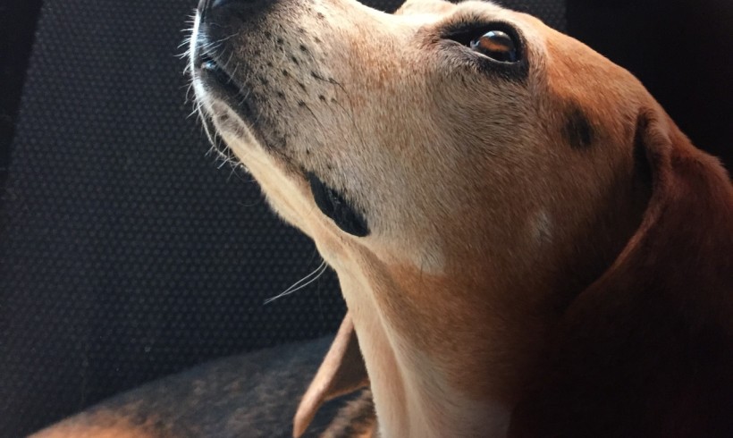 Beagle prigioniero di una cantina senza cibo né acqua: due denunciati