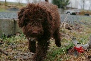 lagotto1