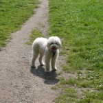 lagotto2