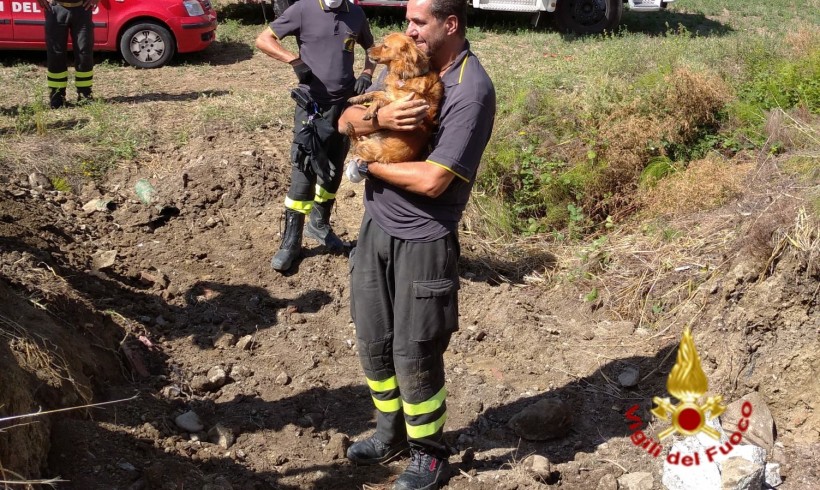 Scava scava, corsa contro il tempo per salvare il cane Ugo