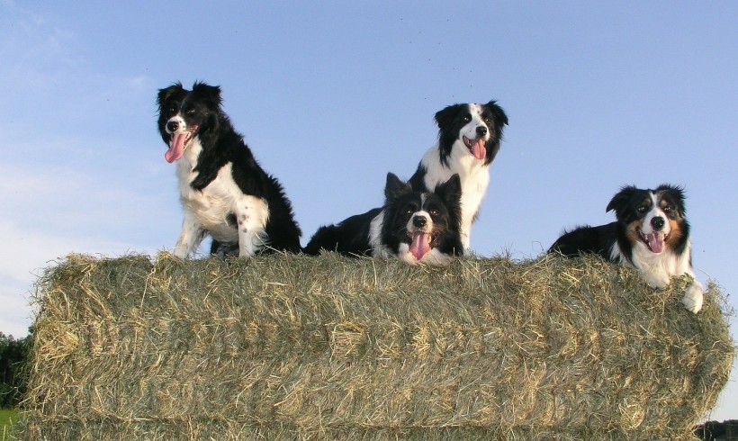 Anche i cani accusano la mezza età, ecco lo studio che lo dimostra