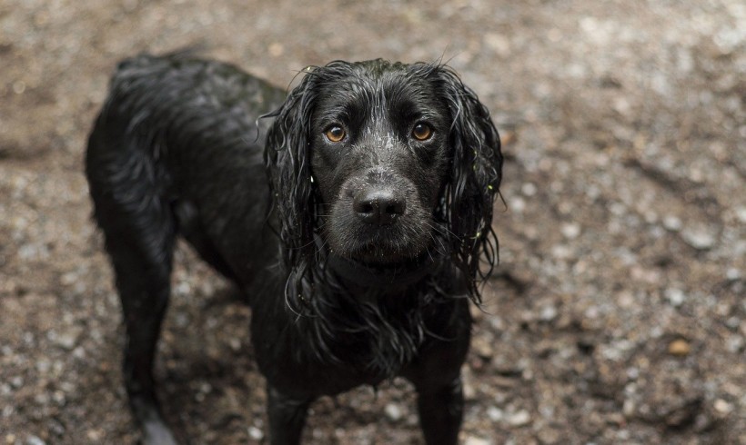 Acqua bollente sul cane del coinquilino, via al processo