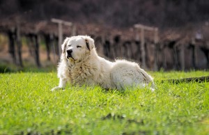 pastore-abruzzese