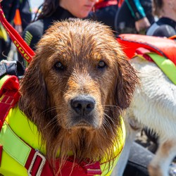 Cani bagnino salvano cinque ragazzi in difficoltà in mare