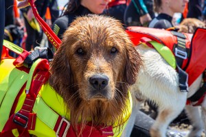 Uno dei cani bagnino della Sics (Foto: SICS Firenze - Forte dei Marmi / Facebook)