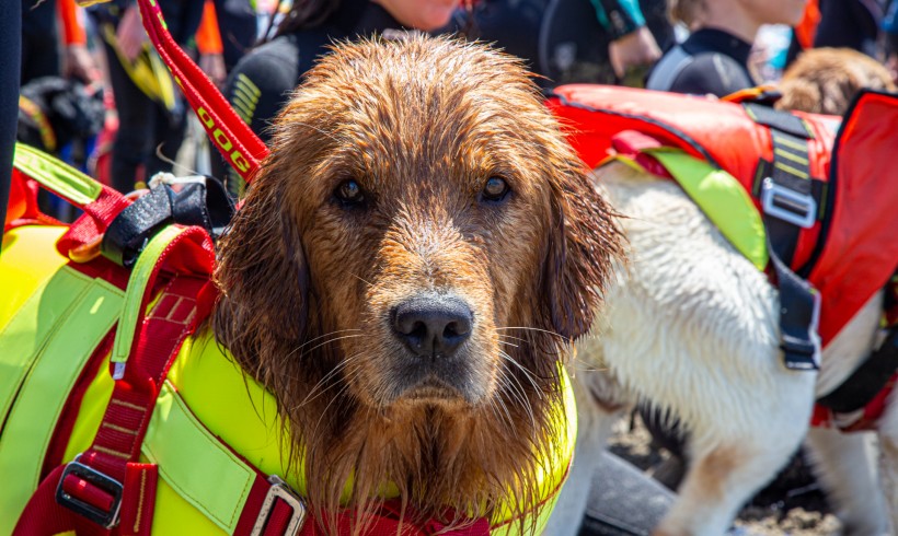 Cani bagnino salvano cinque ragazzi in difficoltà in mare