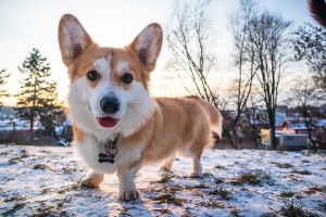 Cane corgi