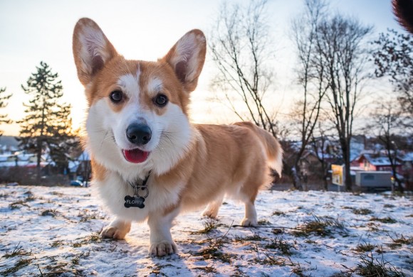 Agente Fuzai, cane corgi in servizio nella polizia cinese