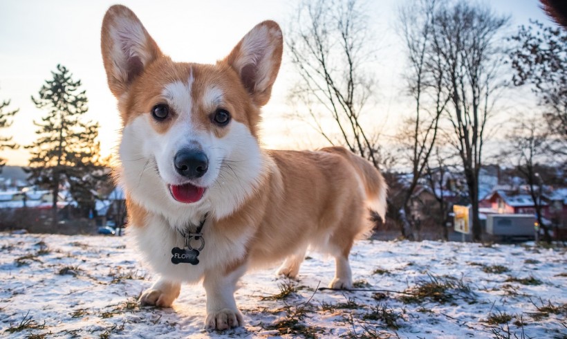 Agente Fuzai, cane corgi in servizio nella polizia cinese