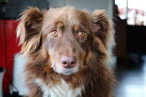 Un cane pastore australiano, qui in una foto d'archivio