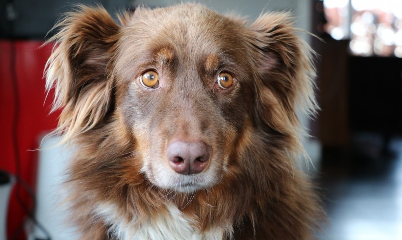 Cane di un anno ucciso a fucilate dal vicino