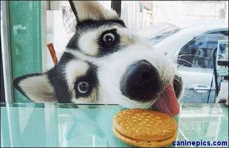 biscotti natalizi per cani 
