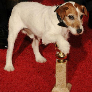 Il protagonista di The Artist, il piccolo Uggie