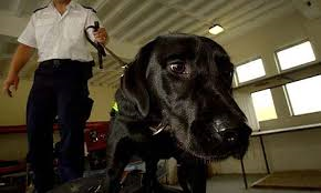 labrador esplosivo