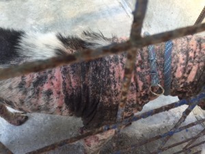 Il cane era quasi del tutto senza pelo