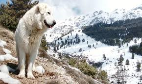 mastino abruzzese 2