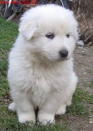 mastino abruzzese 3