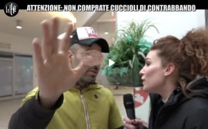 cuccioli contrabbando iene