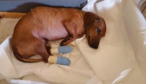 pallino-cagnolino_seviziato__taglia_di_30mila_euro